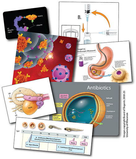 An assortment of scientific illustrations created by Sally Griffith-Oh, MS